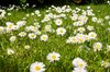 Daisies