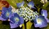 Hydrangea