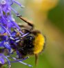 Bumblebee