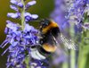 Bumblebee