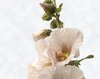 Alcea