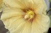 Alcea