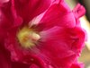 Alcea
