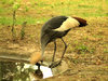 Grey Crowned Crane