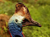 Southern Cassowary