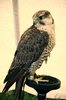 Birds of Prey