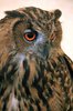 Eagle Owl
