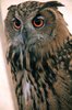 Eagle Owl