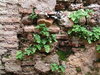 Ferns between bricks.