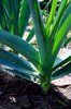 Leeks