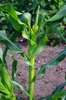 Corn plants