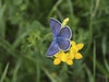 Blue butterfly