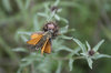 Small skipper butterfly