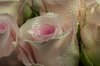 macro roses