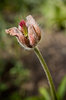 just a flower