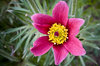 just a flower