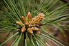 pine