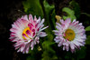just a flower