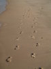 Footsteps on the beach