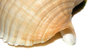 Snail shell closeup 2