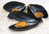 mussels
