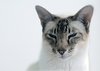 cleopatra ( cat )