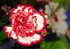 Carnation, White with Red Bord