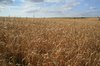 Barley crop