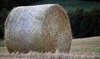 Harvested field