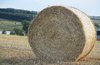 Harvested field