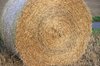 Harvested field
