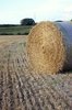 Harvested field
