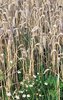 wheat