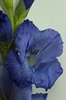 gladiolus