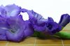 gladiolus
