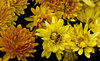 Chrysanthemums