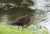 Juvenile Green Heron
