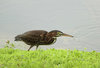 Juvenile Green Heron