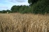 Field edge wheat