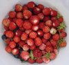 Forest fruits
