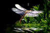 Dragonfly over water