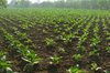 Tobacco farm