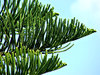 Norfolk pine