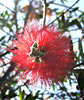 radiating red