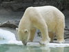 Polar bear.