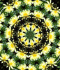 lilly pad gold