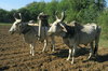 Oxen 2