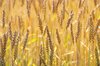 Wheat