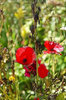 Flowers Monet Style