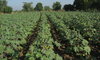 Castor farm 1
